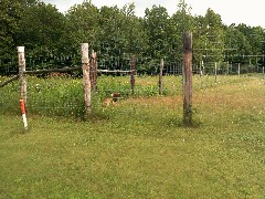 deer in cage